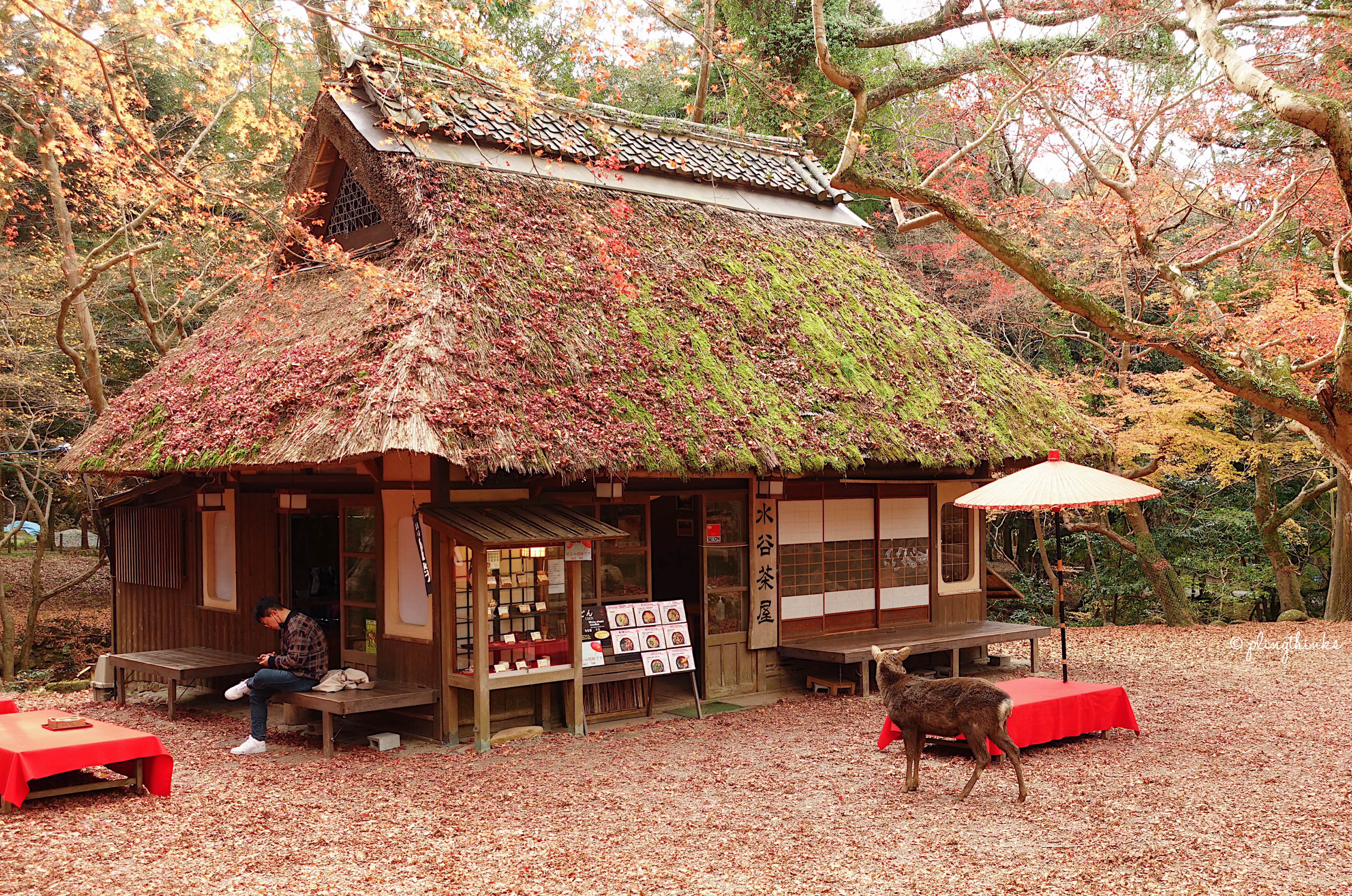 Mizuya Chaya - Nara Park Hidden Teahouse Cafe Restaurant With Deers and Autumn Maple Leaves