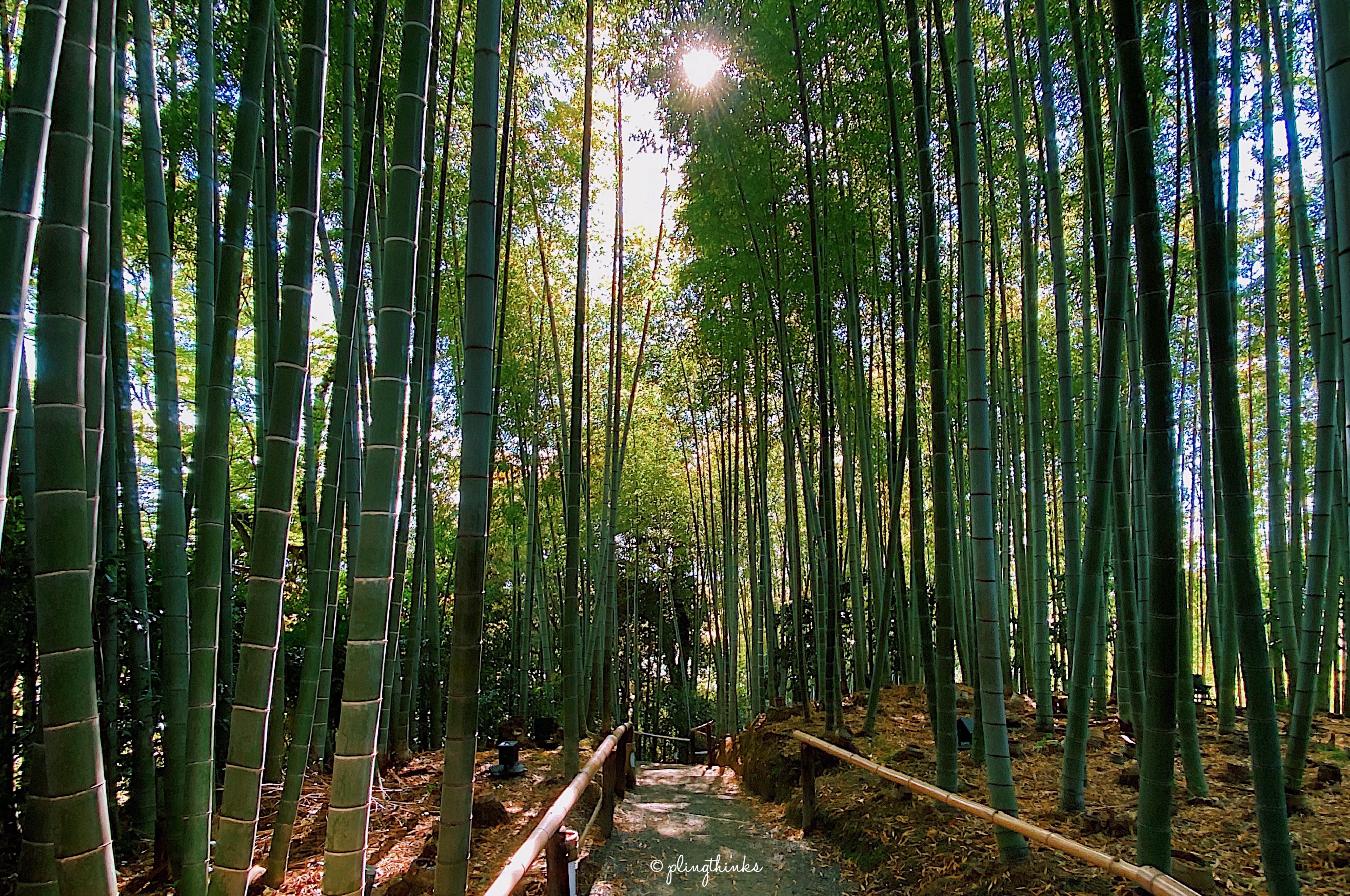 Kyoto Bamboo Forest in Kodai-ji - Quieter, Less Crowded, Hidden Gem
